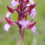 Anacamptis papilionacea