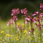 Anacamptis papilionacea