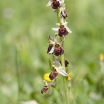 Ophrys morisii