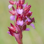 Anacamptis papilionacea