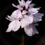 Dactylorhiza ericetorum