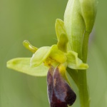 Ophrys sulcata