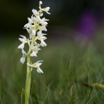 Orchis mascula