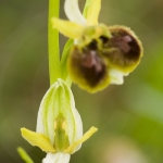 Ophrys araneola