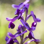 Anacamptis longicornu