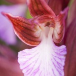 Anacamptis papilionacea