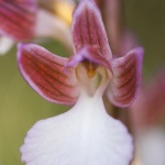 Anacamptis papilionacea