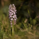 Neotinea corsica