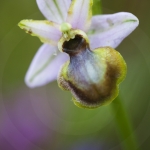 Ophrys aveyronensis