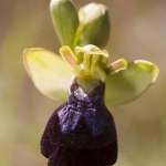 Ophrys eleonorae