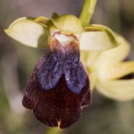 Ophrys eleonorae