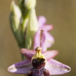 Ophrys splendida