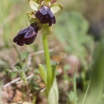 Ophrys eleonorae