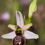 Ophrys splendida