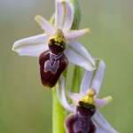 Ophrys splendida