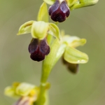 Ophrys sulcata