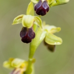 Ophrys sulcata