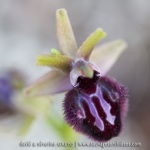 Ophrys incubacea