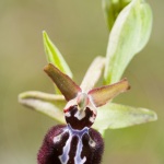 Ophrys incubacea