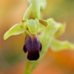 Ophrys sulcata