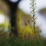 Platanthera chlorantha