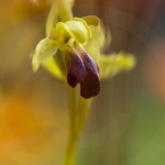 Ophrys sulcata