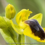 Ophrys lutea