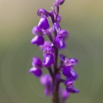 Anacamptis picta