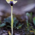 Ophrys zonata