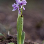 Orchis olbiensis