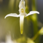 Platanthera bifolia