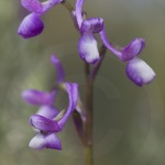 Anacamptis champagneuxii