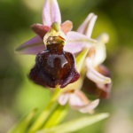 Ophrys morisii