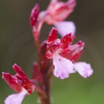 Anacamptis papilionacea