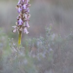 Himantoglossum robertianum