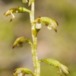 Corallorhiza trifida