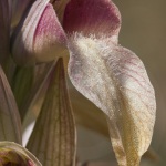 Serapias neglecta