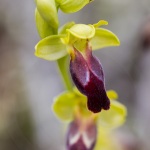 ophrys bilinulata