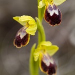ophrys bilinulata