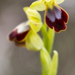 ophrys bilinulata