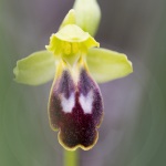 ophrys bilinulata