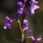 Anacamptis champagneuxii