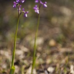 Anacamptis champagneuxii