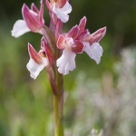 Anacamptis papilionacea