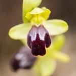 ophrys bilinulata