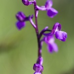 Anacamptis picta