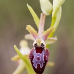 Ophrys provincialis