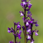 Anacamptis picta