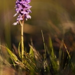 Dactylorhiza maculata