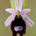 Ophrys aurelia